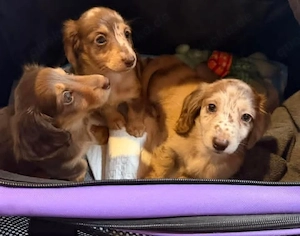Zuckersüße, 3 Monate alte Dackel-Welpen bereit für ihr Zuhause auf Lebenszeit!   