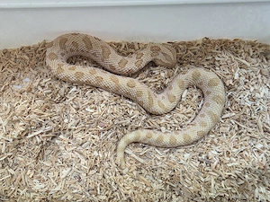 0.1 Arctic Toffebelly Anaconda het MaiTai