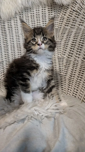 Maine Coon Kitten mit Ahnentafel ,suchen ab 19.07.2026 ein neues,tolles Zuhause