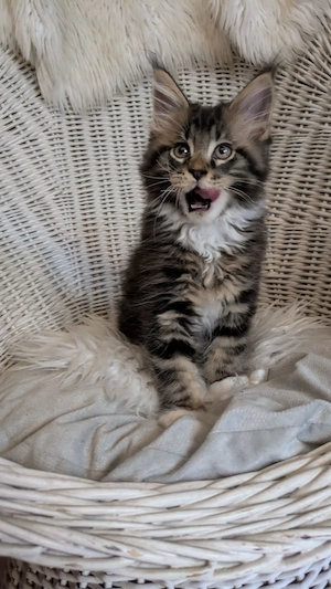 Maine Coon Kitten mit Ahnentafel ,suchen ab 23.07.2026 ein neues,tolles Zuhause