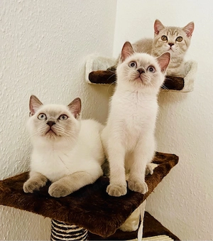 3 zuckersüße BKH Kitten abgabebereit 