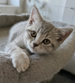 BKH Britisch Kurzhaar Kitten