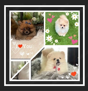 Pomeranian ZwergSpitz Welpen