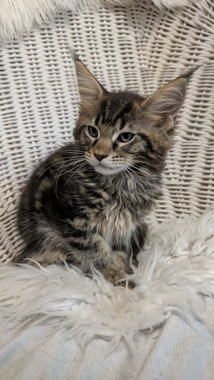 Maine Coon Kitten mit Ahnentafel ,suchen ab 12.07.2026 ein neues,tolles Zuhause