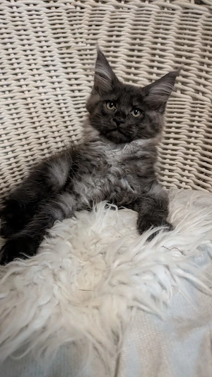 Maine Coon Kitten mit Ahnentafel ,suchen ab 16.07.2026 ein neues,tolles Zuhause