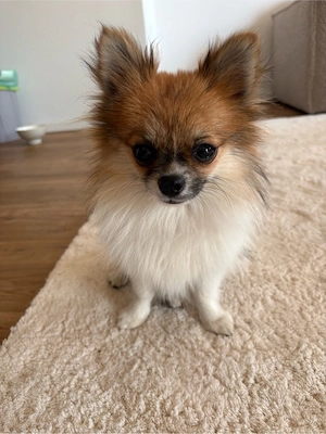 zwergspitz pomeranian 