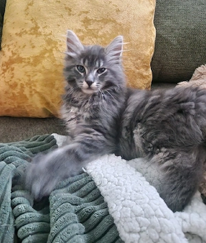Maine Conn Kater 