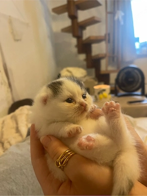 BKH Kitten mit Stammbaum 