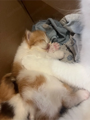 BKH Kitten mit Stammbaum 