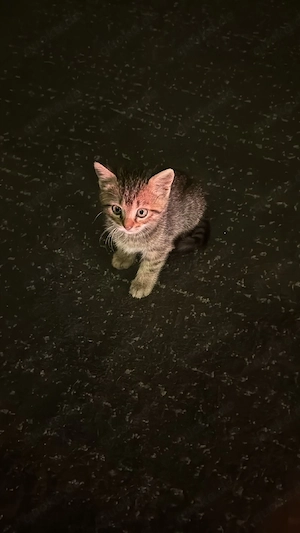 4 megasüße Kitten suchen eine Liebevolle Familie 