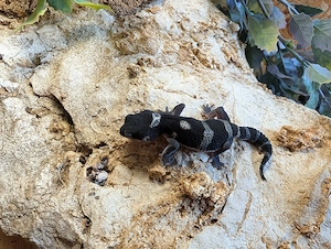 Leopardgecko ENZ26