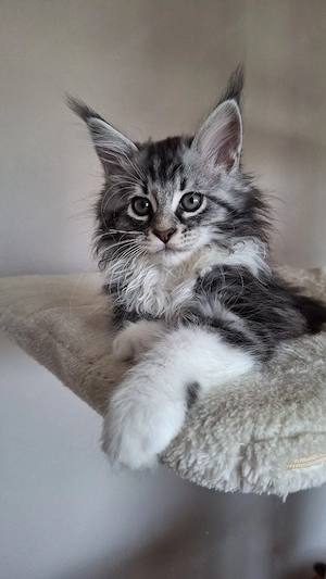 Maine Coon 
