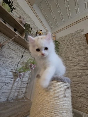Katzenbabys 