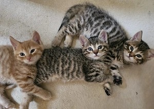 mega süße Kitten suchen neues Zuhause! 