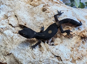Leopardgecko ENZ26