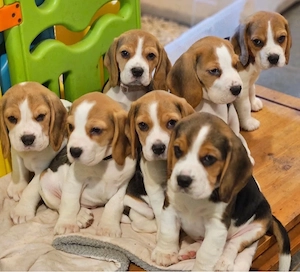 Beagle Welpen