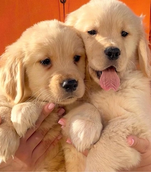 Golden Retriever welpen