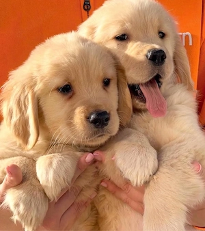 Golden Retriever welpen