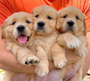 Golden Retriever welpen