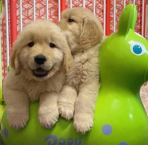 Golden Retriever Welpen