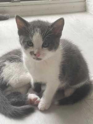 Katzenbabys 