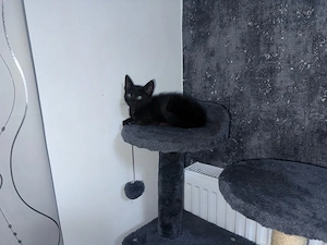 schwarze Katze