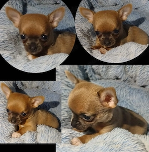 Kurzhaar Chihuahua Welpen 