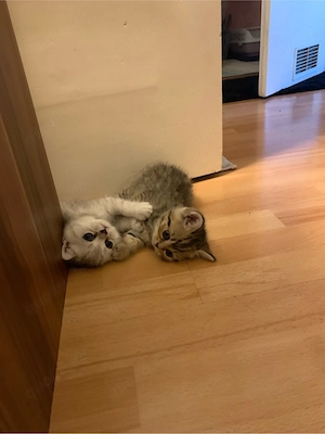 Katze suchen eine neue Wohnung 
