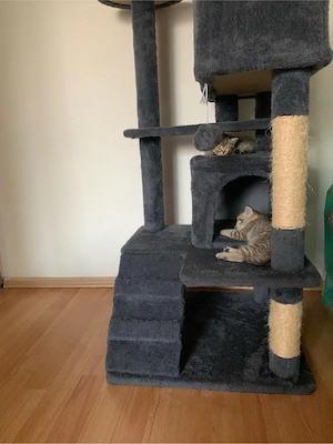 Katze Britisch Kurzhaare