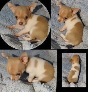 Kurzhaar Chihuahua Welpen Rüden 