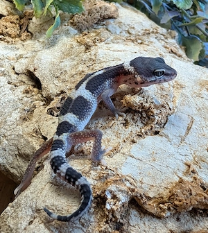 Leopardgecko ENZ 26