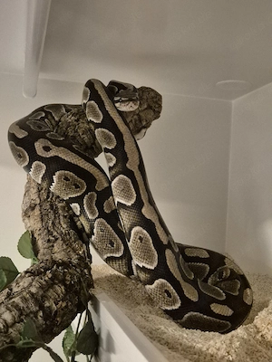 Special Yellowbelly het. Piebald - Königspython - Ball Python