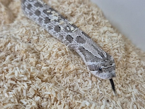 Axanthic het. Lavender - 2022 - Hakennase Hognose