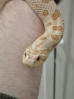 Adultes Zuchtpaar - Hakennasen Hognose