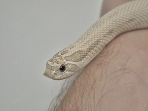 Toxic Super Conda het. Albino - 2025 - Hakennase Hognose