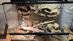 3 weibliche Leopardgeckos (Zorro Bandit Designer & Wildfarben)   mit oder ohne Terrarium abzugeben