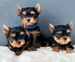 Yorkshire terrier mini welpen