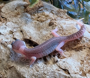 Leopoldgeckos ENZ 26 