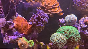 Meerwasseraquarium Red Sea Reefer 425 Vollauslastung NP ü 10000  Bild 4