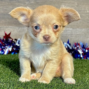 Niedliche und liebenswerte Chihuahua-Welpen, männlich und weiblich, suchen ein liebevolles Zuhause.
