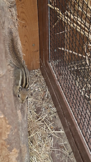 Chinesische Streifenhörnchen 