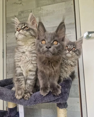 Wunderschöne, 3 Monate alte Maine-Coon-Kätzchen (männlich & weiblich) suchen ihr Zuhause fürs Leben.