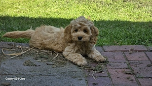 Cockapoo Cockerpoo Welpen Hündin ( Maltipoo)