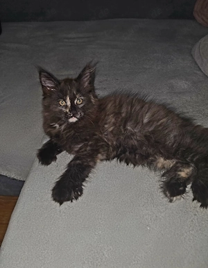Maine Coon