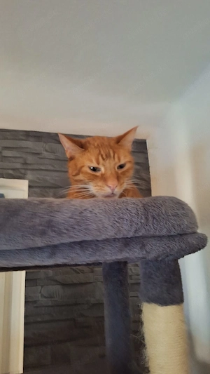 Verkaufe BKH Kater 7Jahre