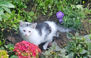 Süße Mäuse 2 Junge und 1 Mädchen !