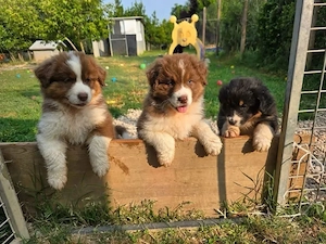 Reinrassige Australian Shepherd Welpen