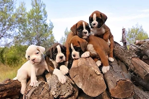 Boxer Welpen