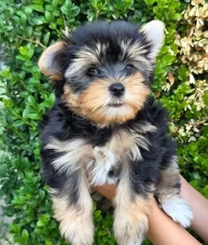 Yorkshire terrier welpen 