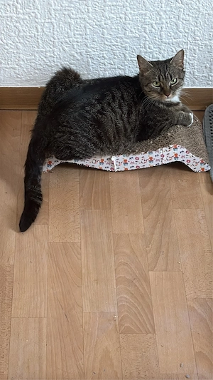 ich verkaufe eine katze 